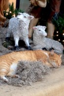 Los gatitos del pesebre